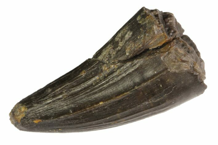 Jurassic Crocodile (Goniopholis?) Tooth - Colorado #152090
